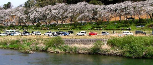 🌸 가노가와 벚꽃 공원 (가노가와 사쿠라 코엔) 이미지 1